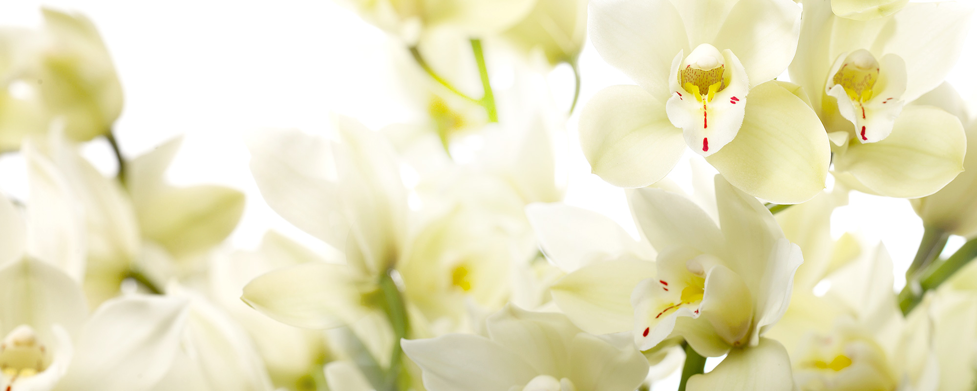 cymbidium-wit-header1