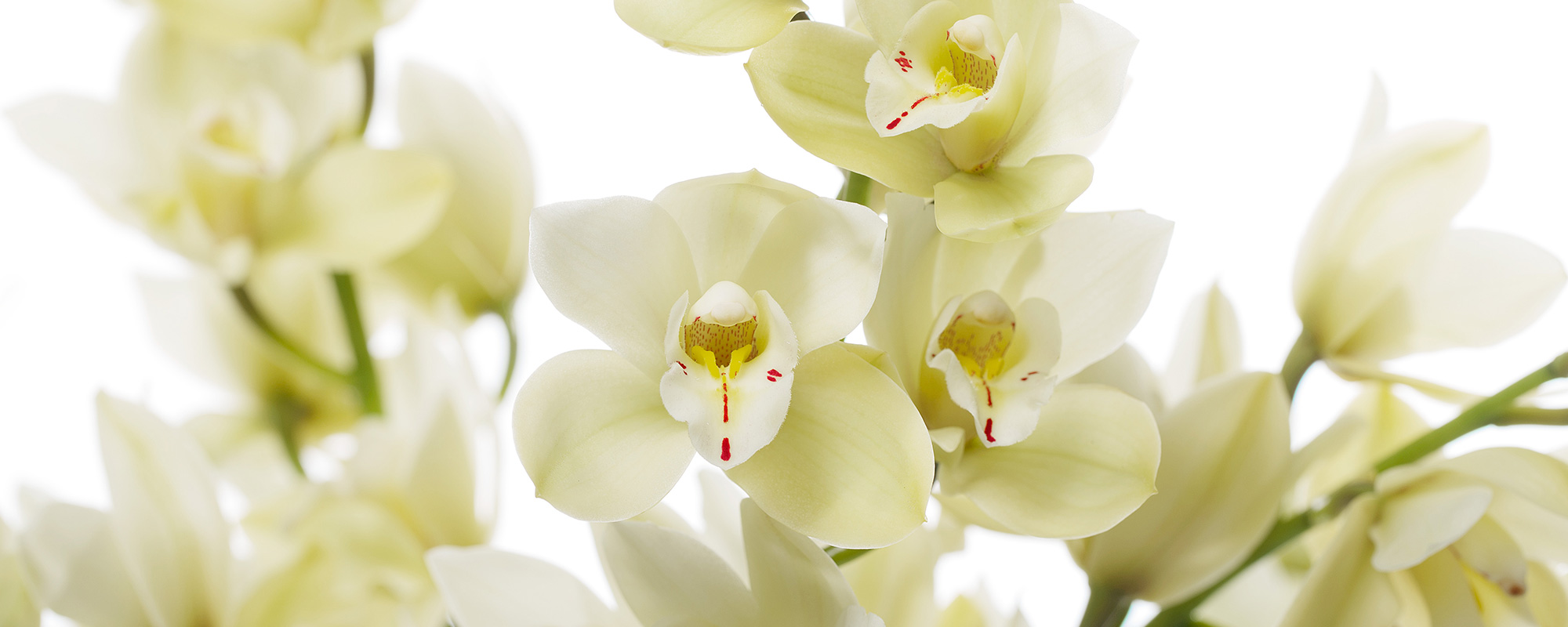 cymbidium-wit-header2